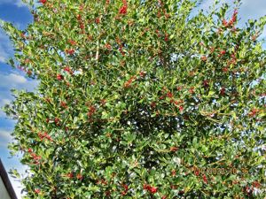 Tree- click for photo gallery